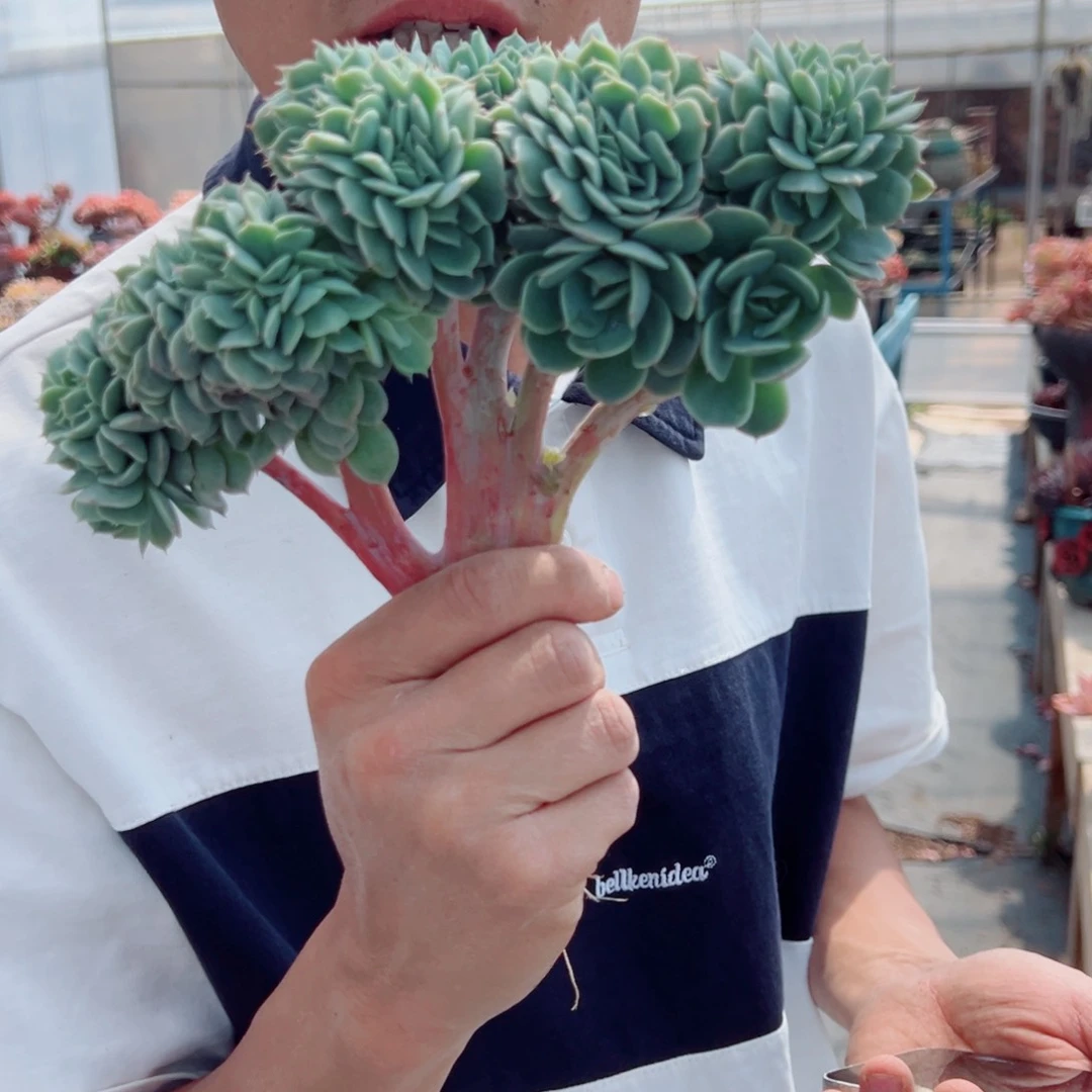 雪域蓝巴黎缀化多肉植物