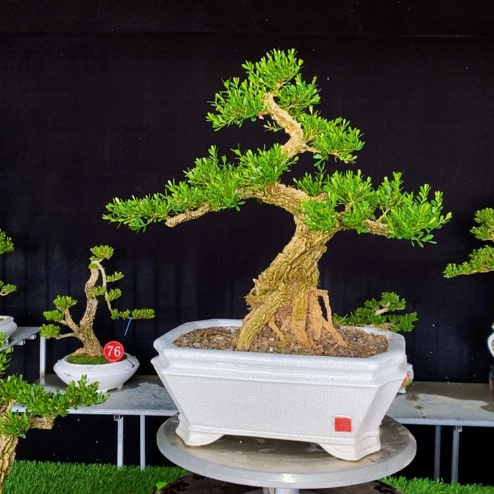 无花朵A*黄广东皱皮