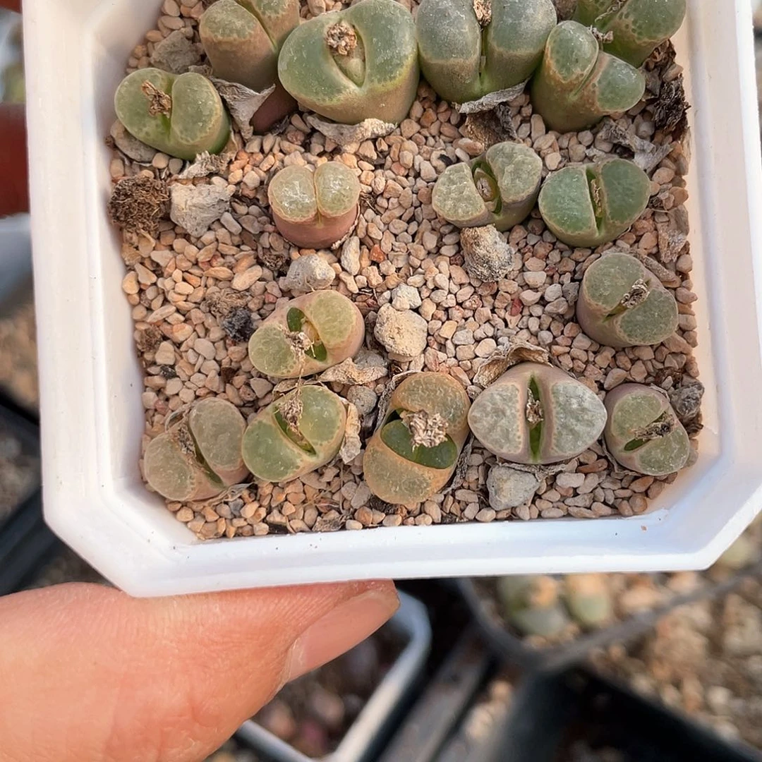 捧****九闪购商品生石花009