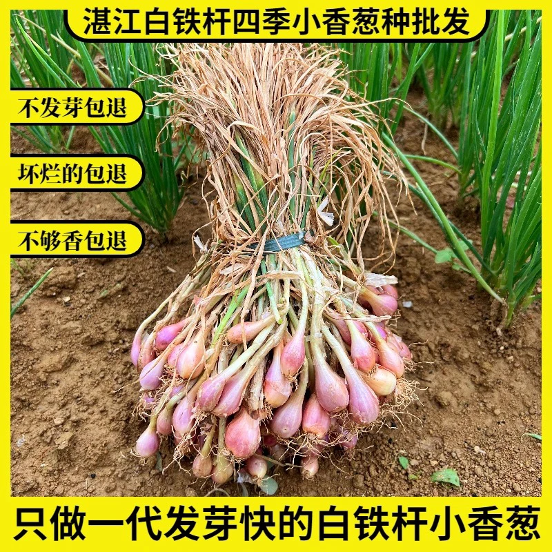 湛江白铁杆种植葱头蔬菜种子