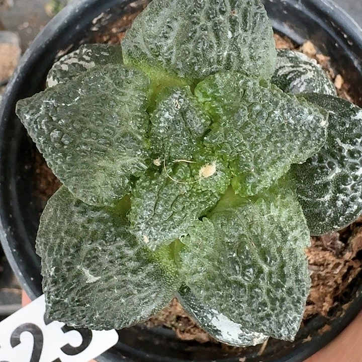 【闪购商品】无花朵咕*哥斯拉523