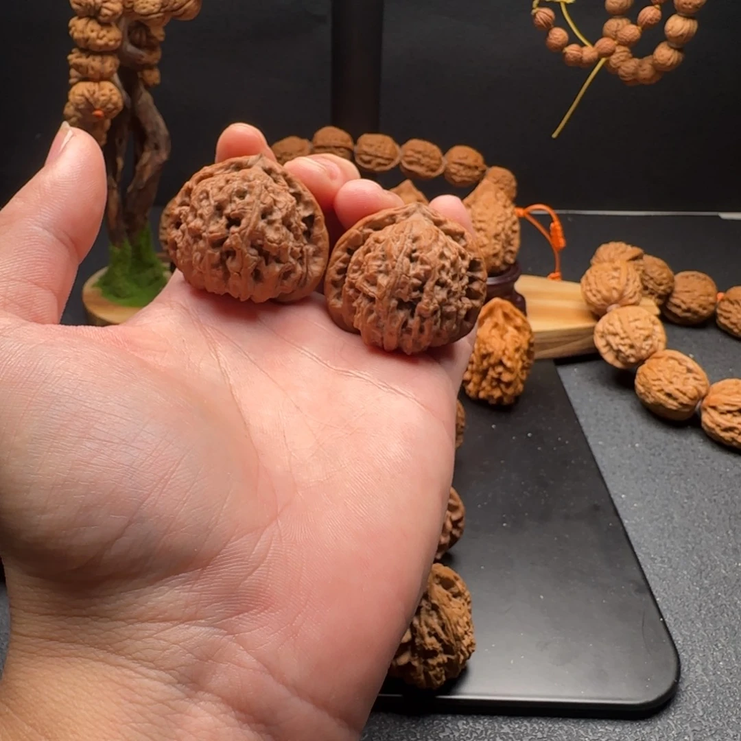 核桃三角白狮子配对不错