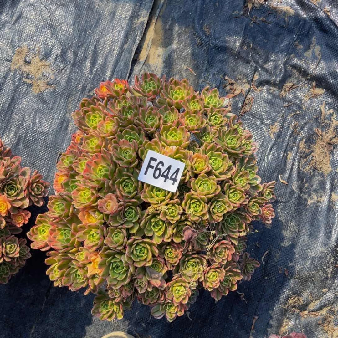 甜茶法师朵朵1-34