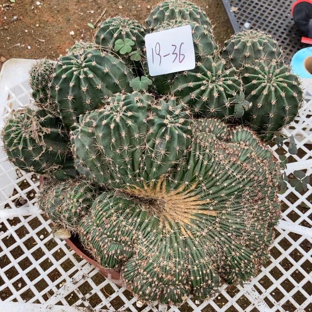 19-36黑金刚缀一物一拍仙人球