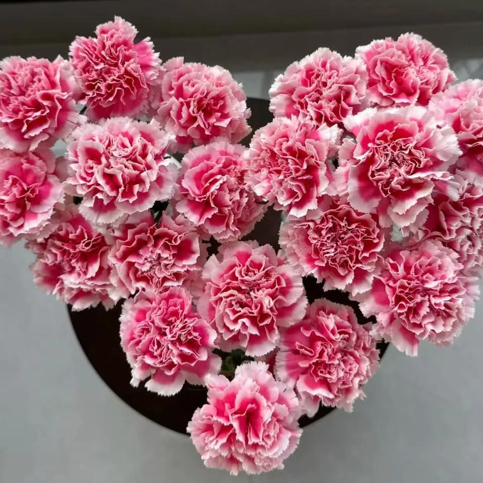 【康乃馨女神节】重瓣带花景观花卉好养易活室内阳台庭院耐寒植