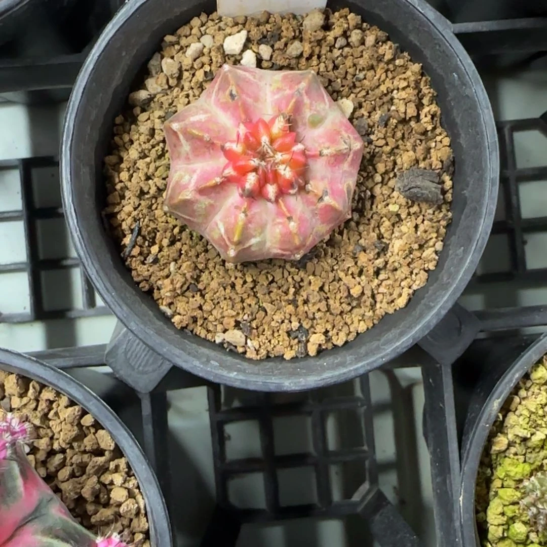 花*187-0214脱土发多肉