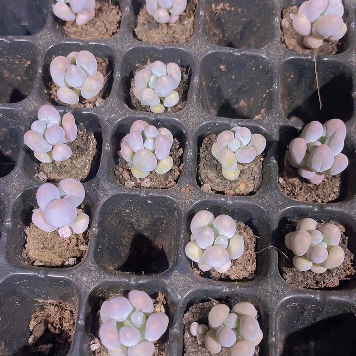 精品汤圆多肉植物