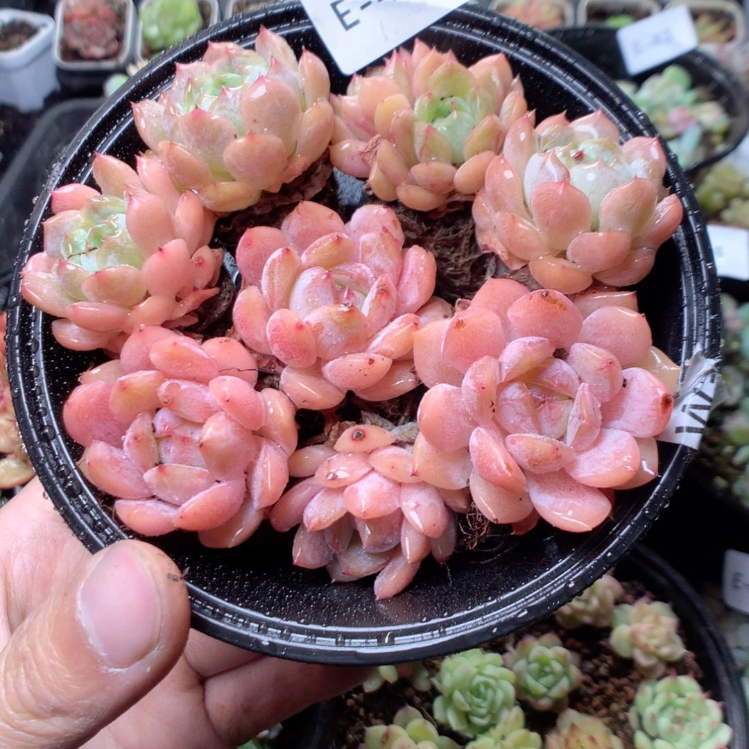 无花朵E48果糖yyyyy