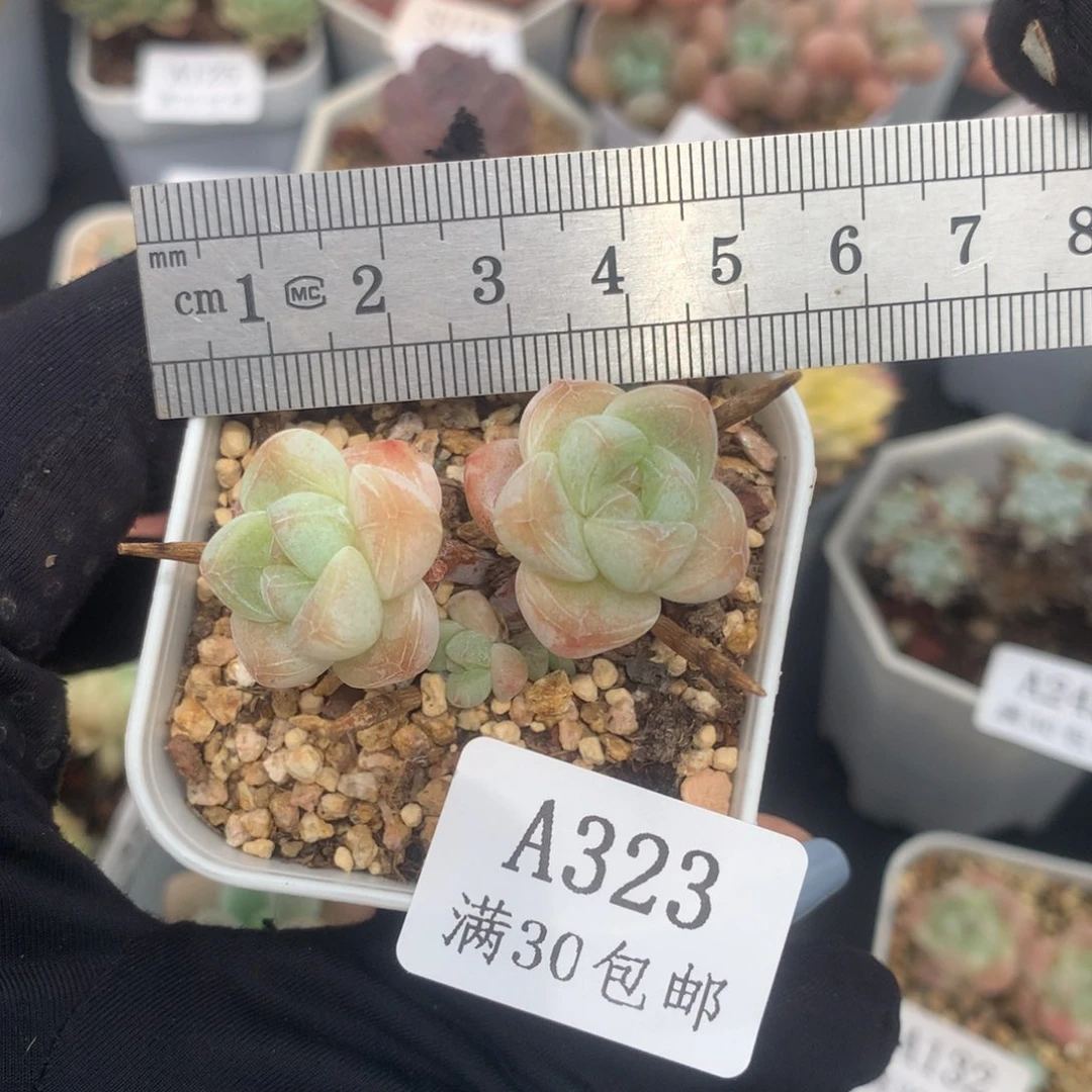 双头小树冰玉冠服4.5