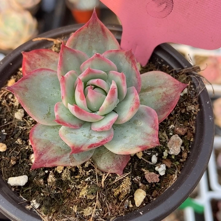 358惊鸿仙子多肉植物保护