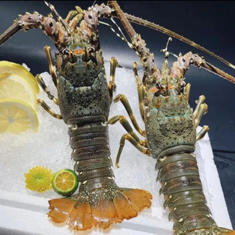 鲜活小青龙【6～8两一只】