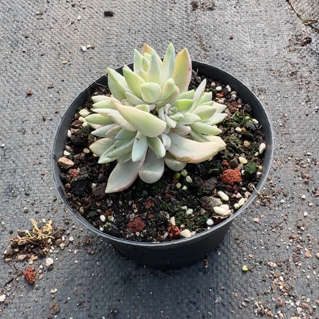 布丁锦砍头屁股一颗量拍1-52