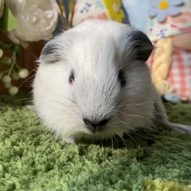 25669荷兰猪豚鼠活体宠物天竺鼠直播挑选加州弟弟（C25）