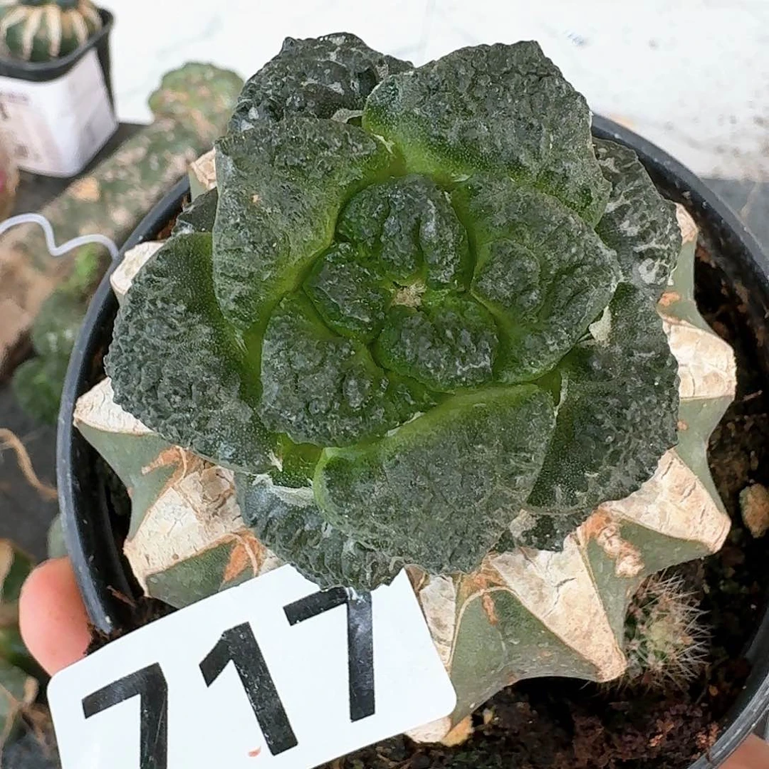 【闪购商品】无花朵?*?大尤连山717