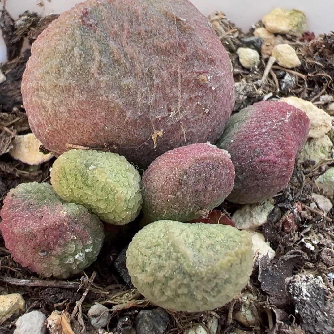 实生新品大苗多肉植物水泡