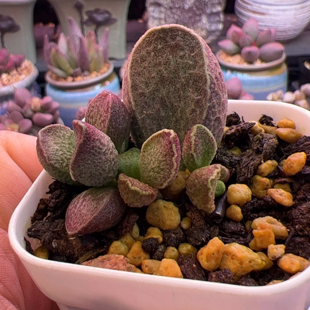 汏***姐哈默猪肝。