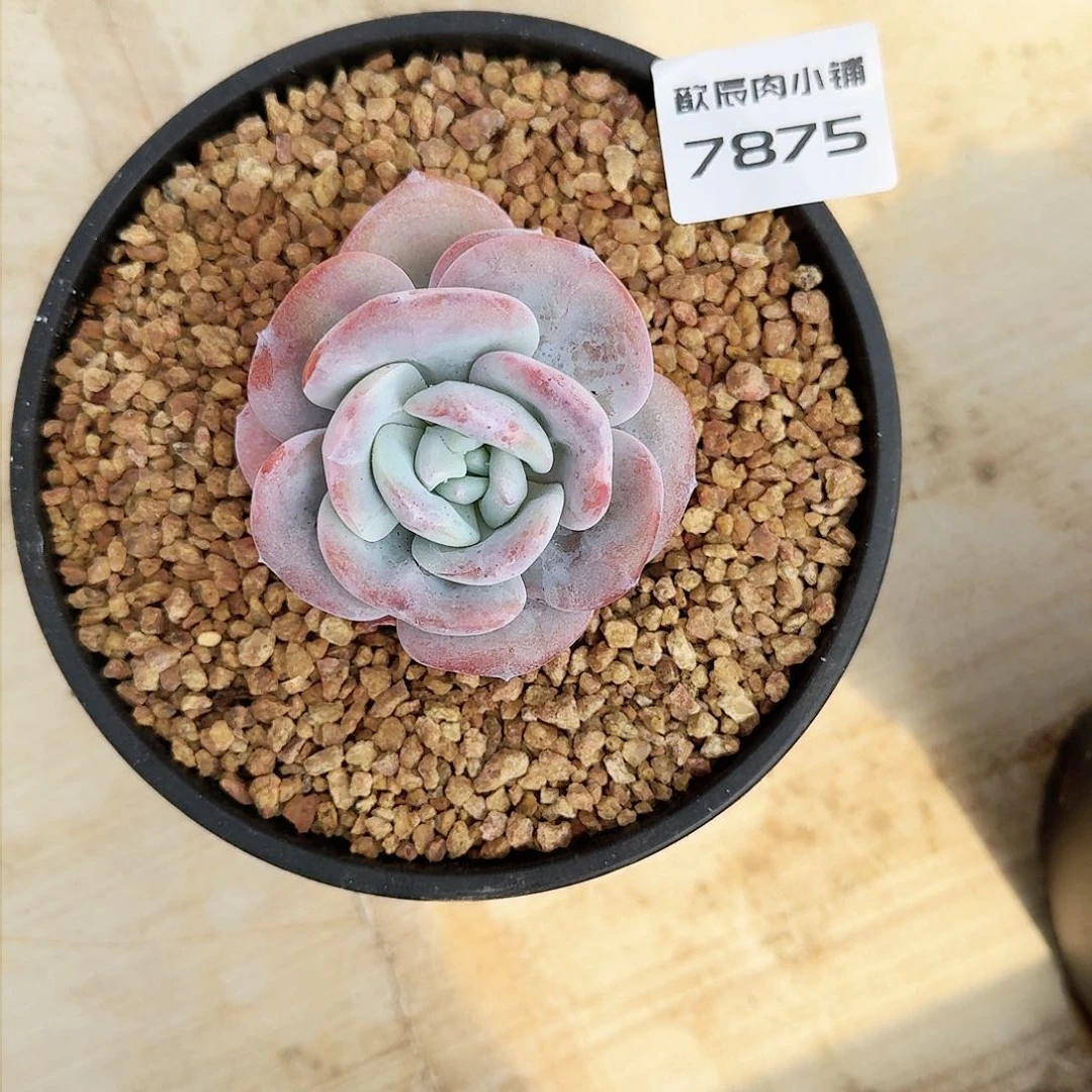 阿****德多肉植物奶茶单头7875