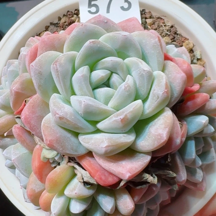 冰玉         精控精养多肉植物