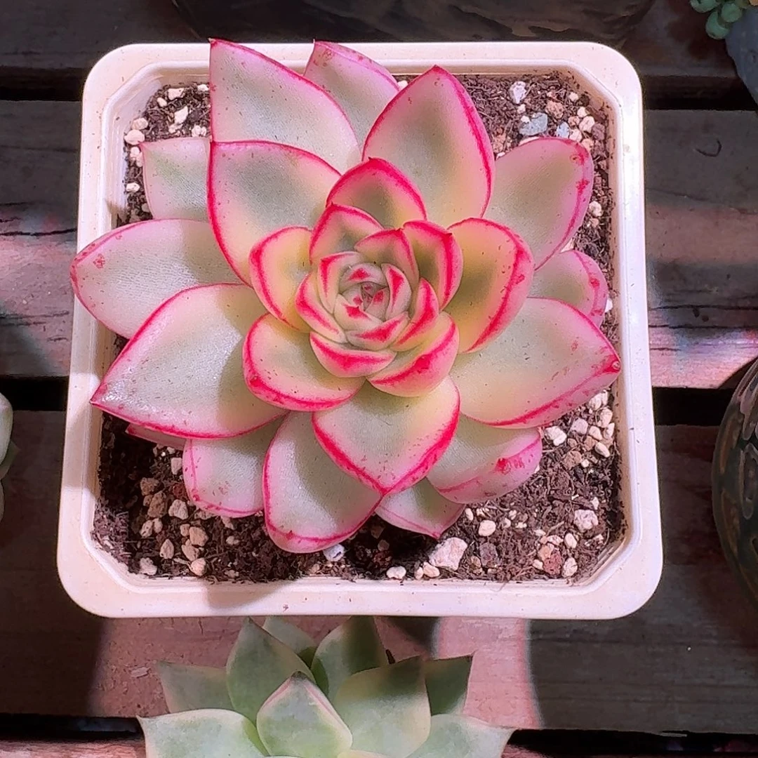 三***牛阿斯娜锦多肉多肉