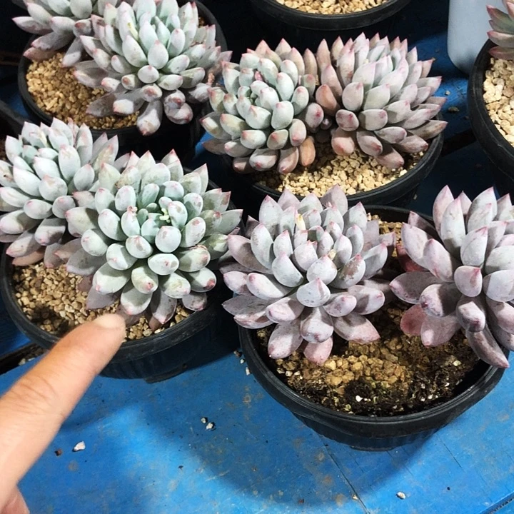 萝莉美人多肉植物