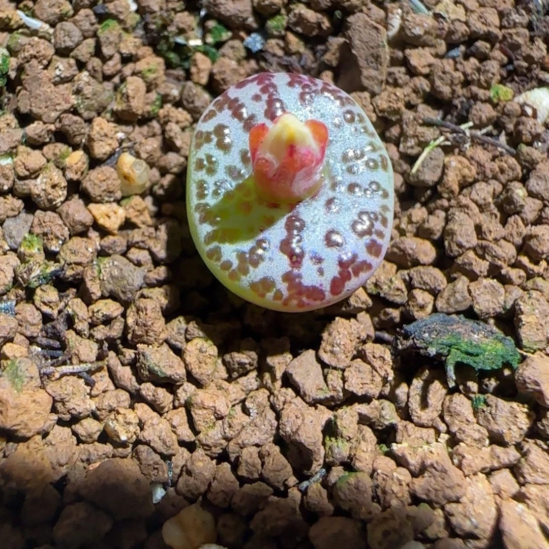 肉锥多肉植物组合-wc霓虹334