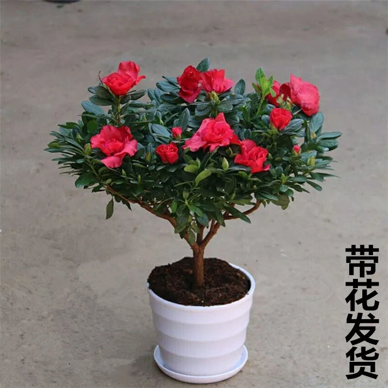 四季开花映山红杜鹃花苗盆栽室内庭院植物杜娟花树状盆带花