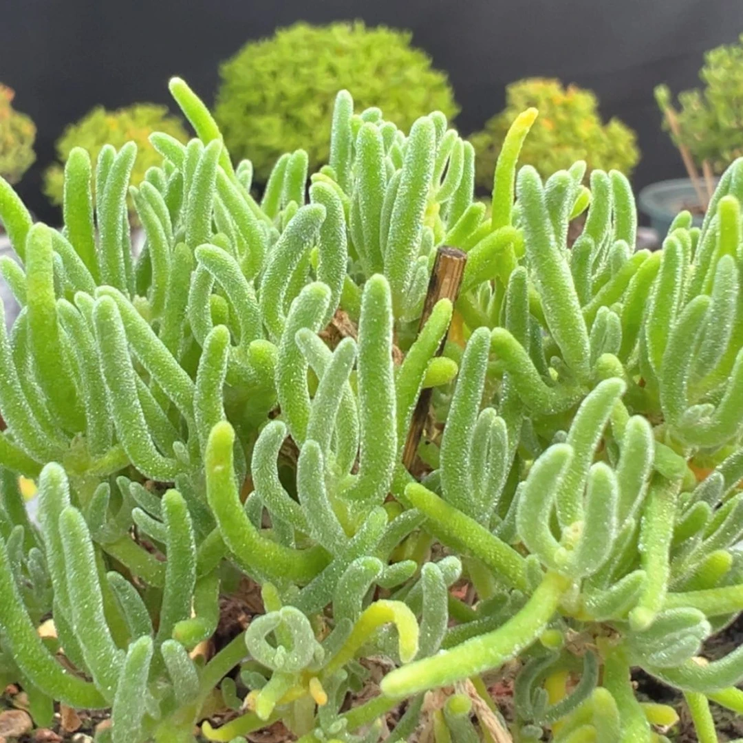 【闪购商品】dy2901实生冰霜杂冠幅7.5cm