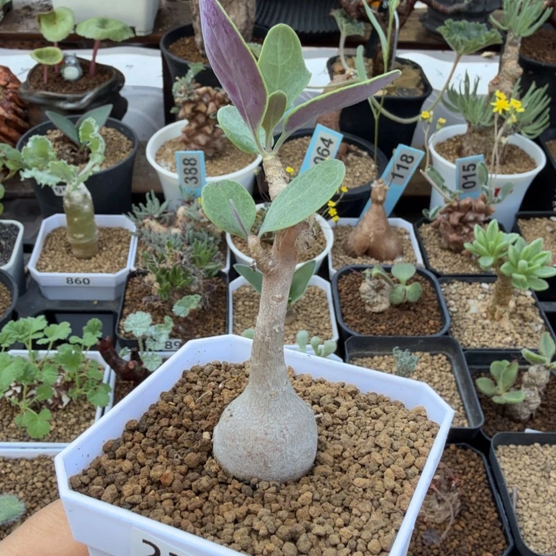 美尻厚墩菊234 仙人球