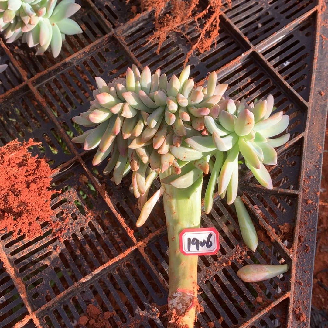 淡雪缀1906晓晓一物一拍