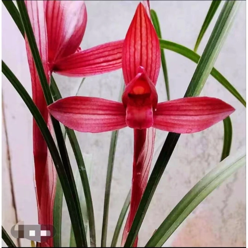 春兰名品【久红】终身包对版放心购买