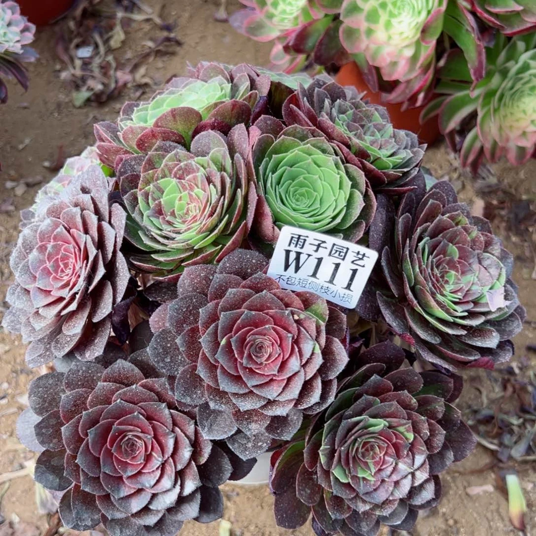 梦*111花夜叶尺寸25左右