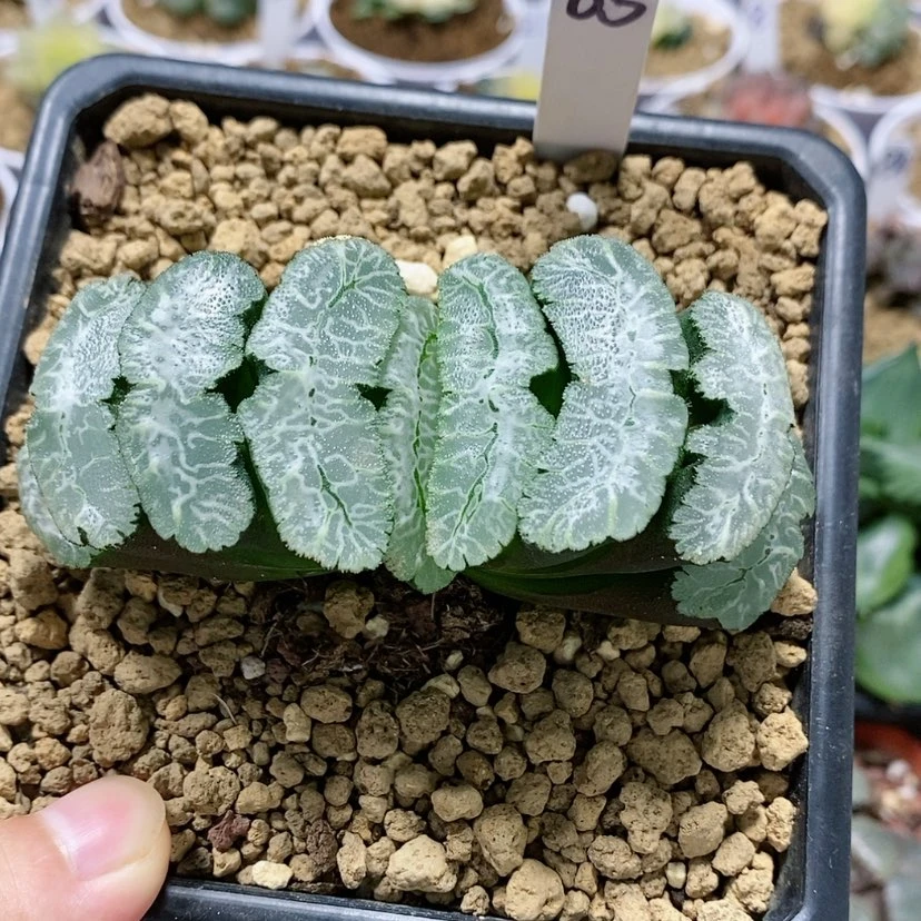 【闪购商品】85虞姬