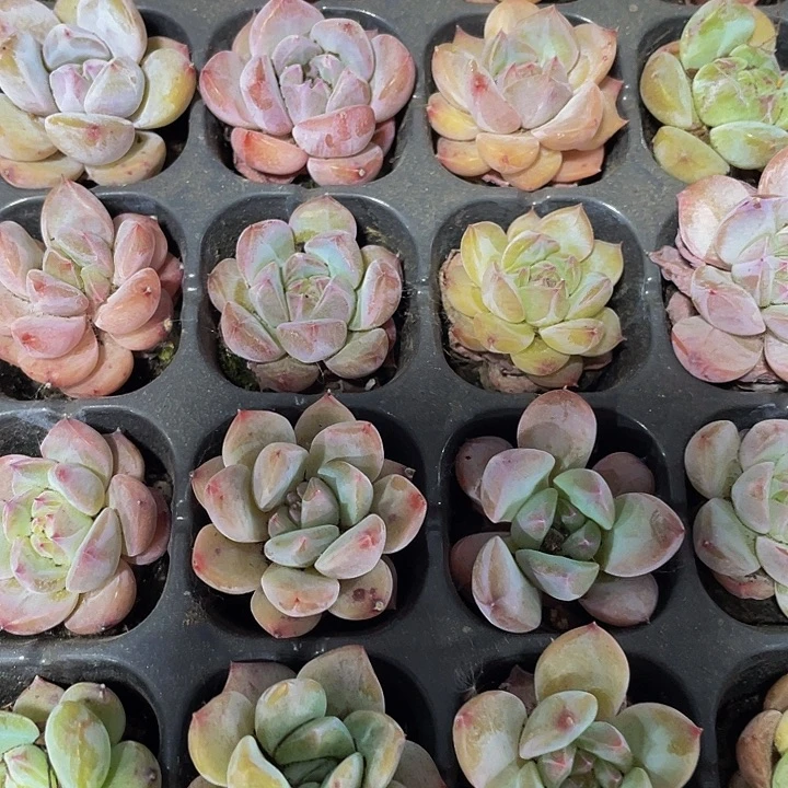 小梦奇杂1元带土发