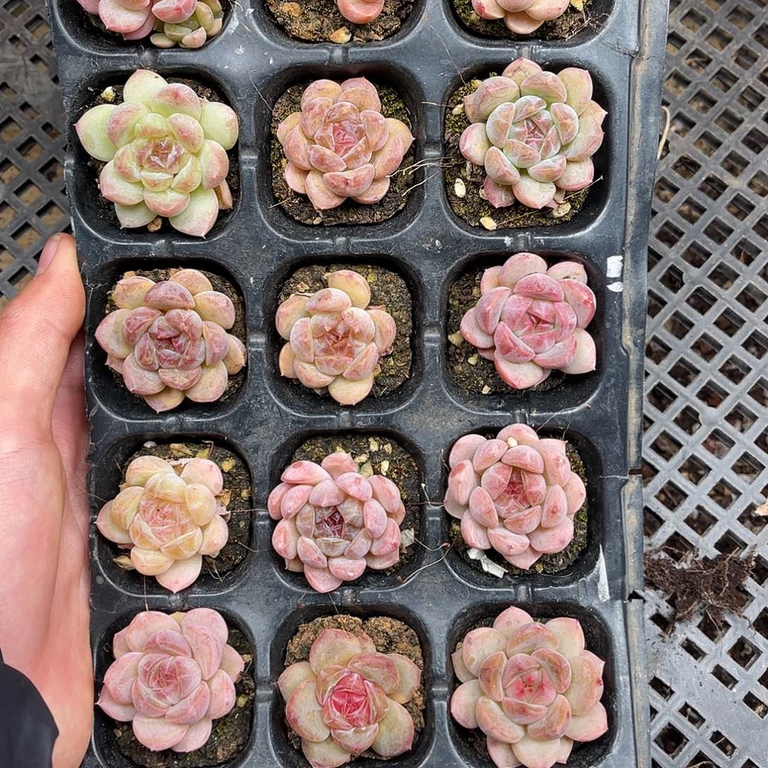 多肉一物一拍13-154