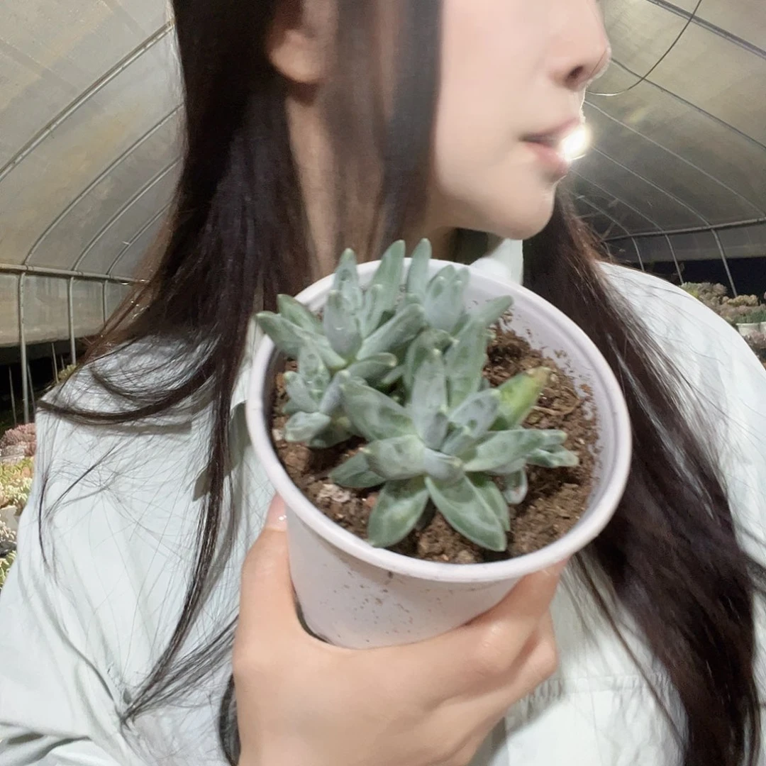 佳熙多肉一物一拍