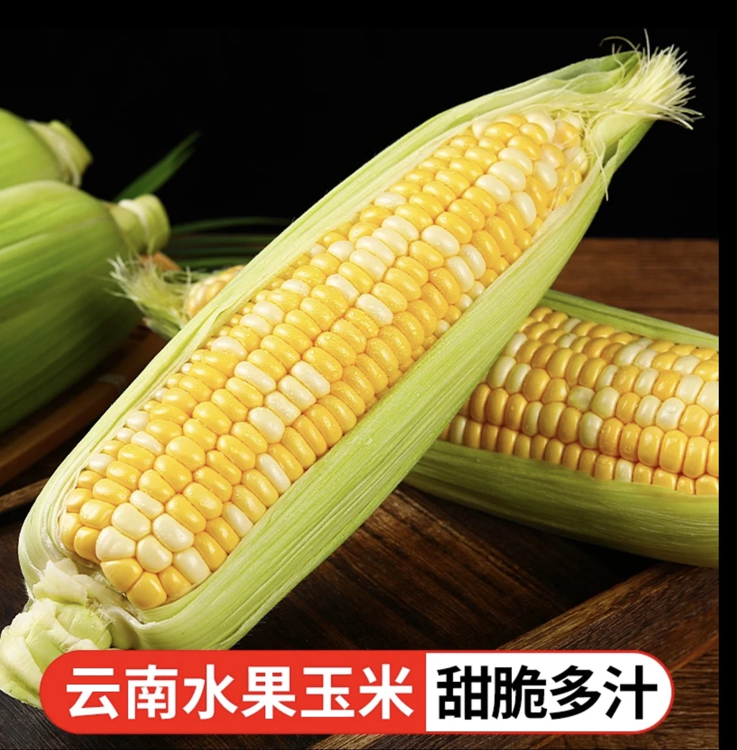 【现摘现发】云南德宏特产水果甜脆玉米