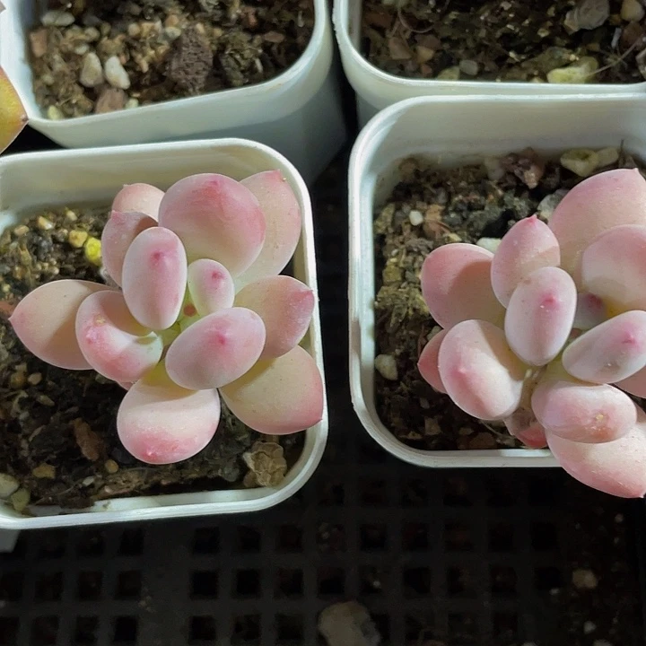 单头苹果奶2.8带哦土