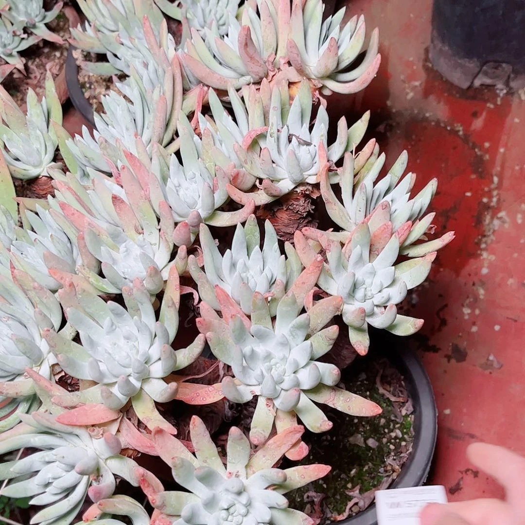 5733文森特仙女杯多肉