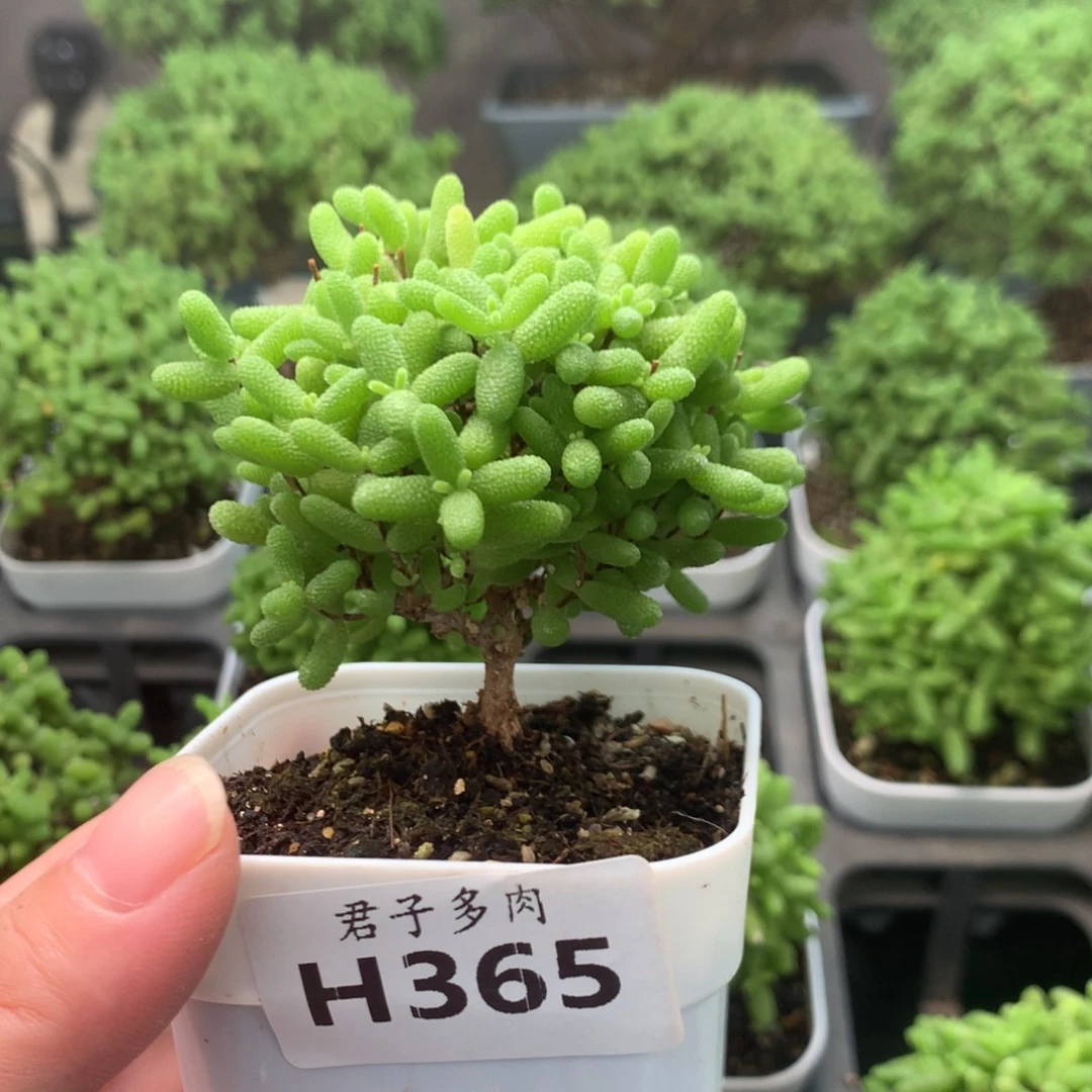 玉***鱼365蜜橘。