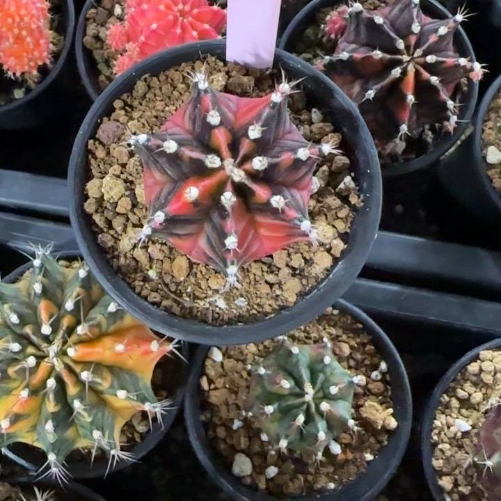 34-0125八毫米多肉