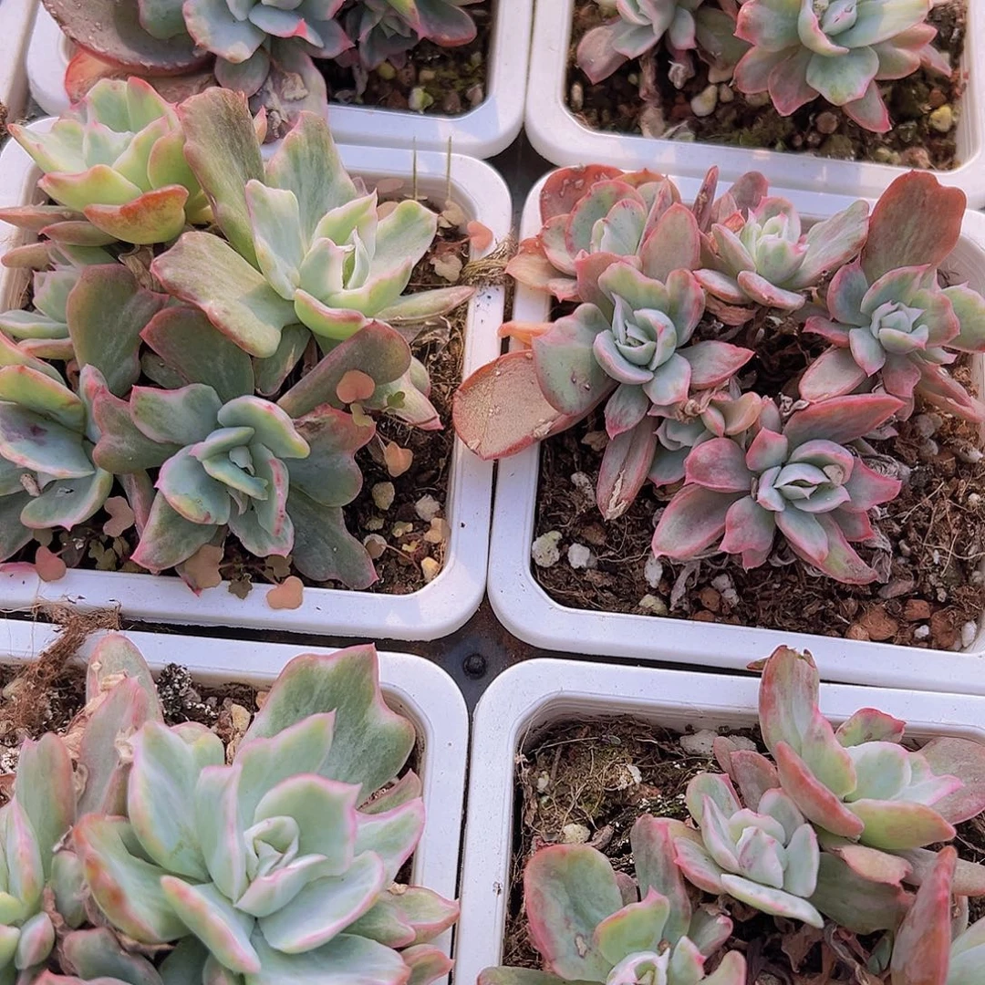 伯克利理解大群19包邮