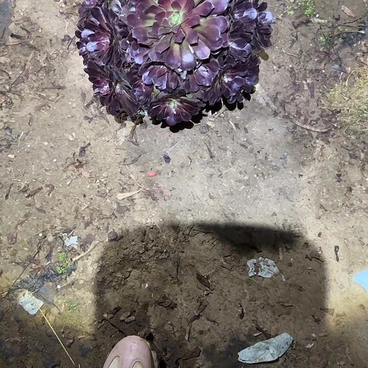 不包侧枝一物一拍175