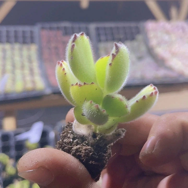 熊童子精品多肉量拍