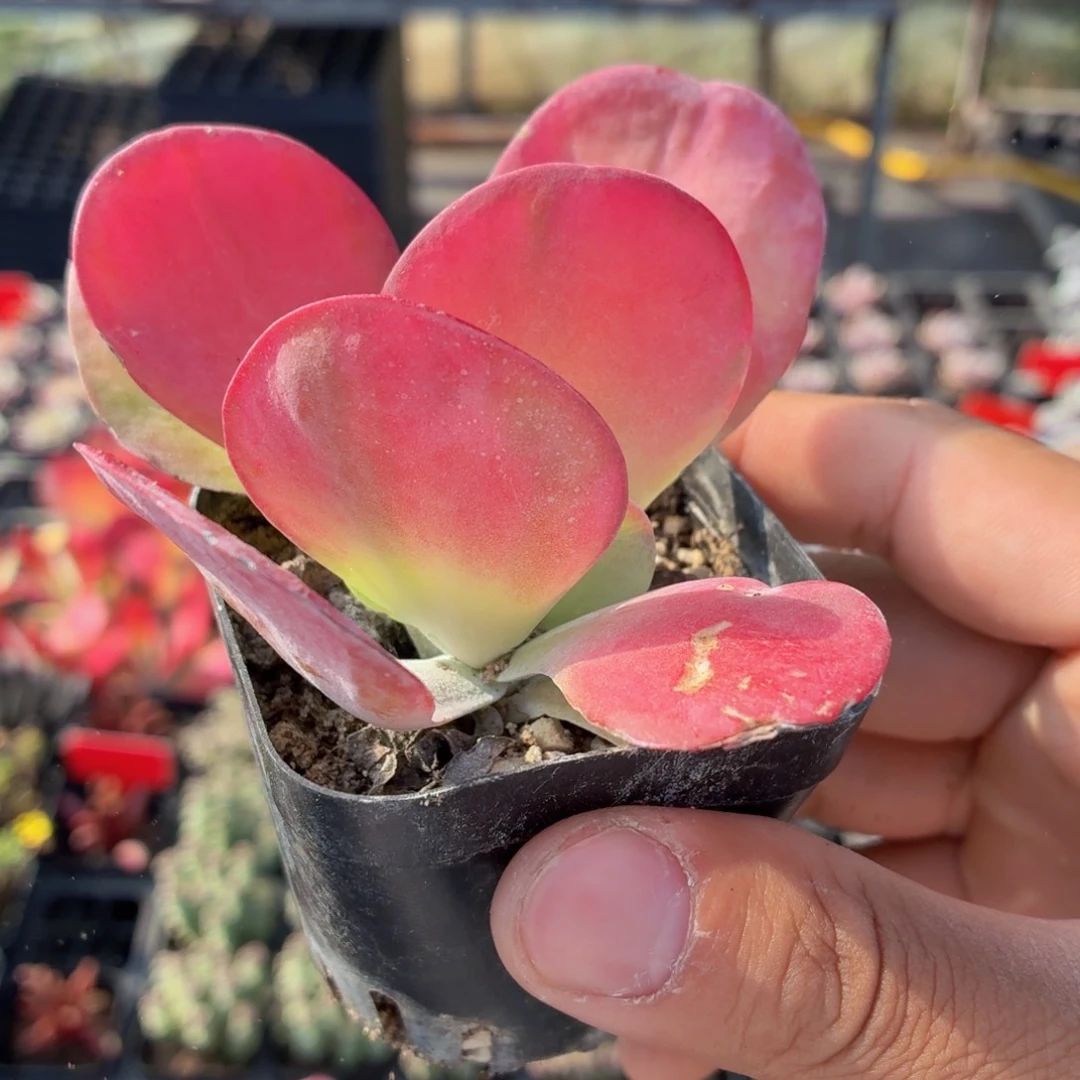 唐印锦多肉9.9包邮发货