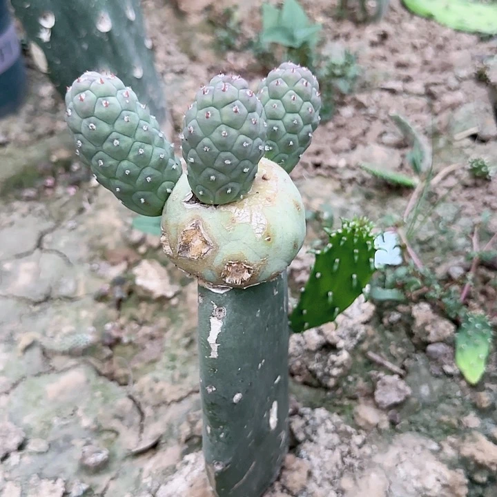 超巨型恐龙蛋165
