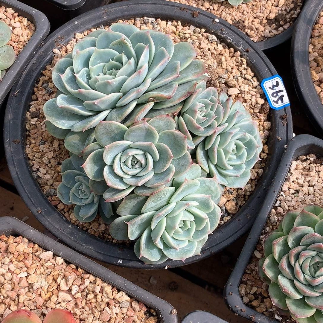 365 一物一拍多肉