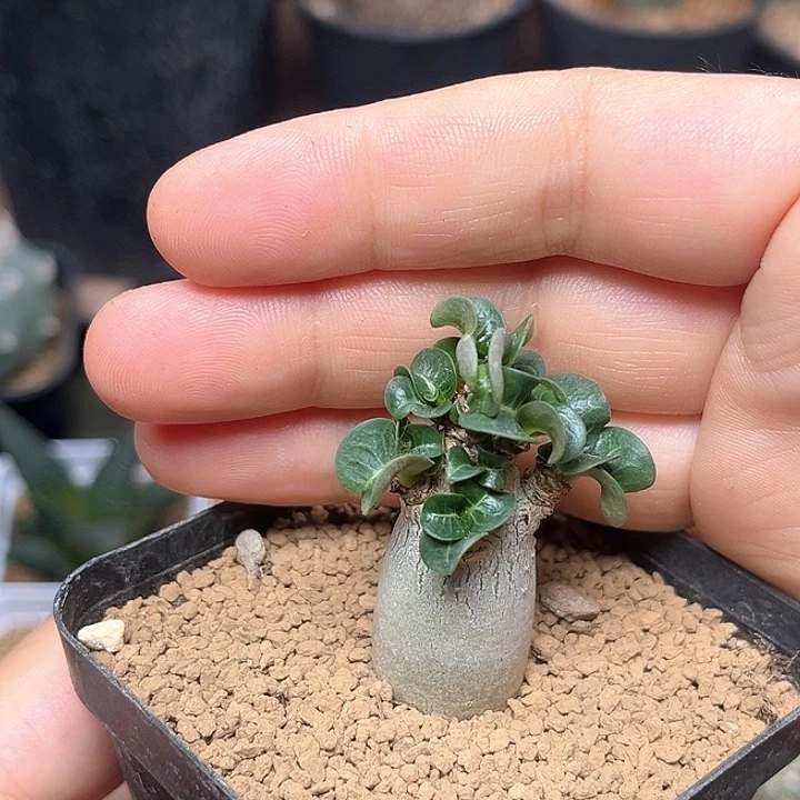 无花朵卡汉羊角沙漠玫瑰