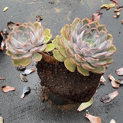 188多肉植物老桩