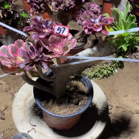 原始绿缀嫁接一物一拍