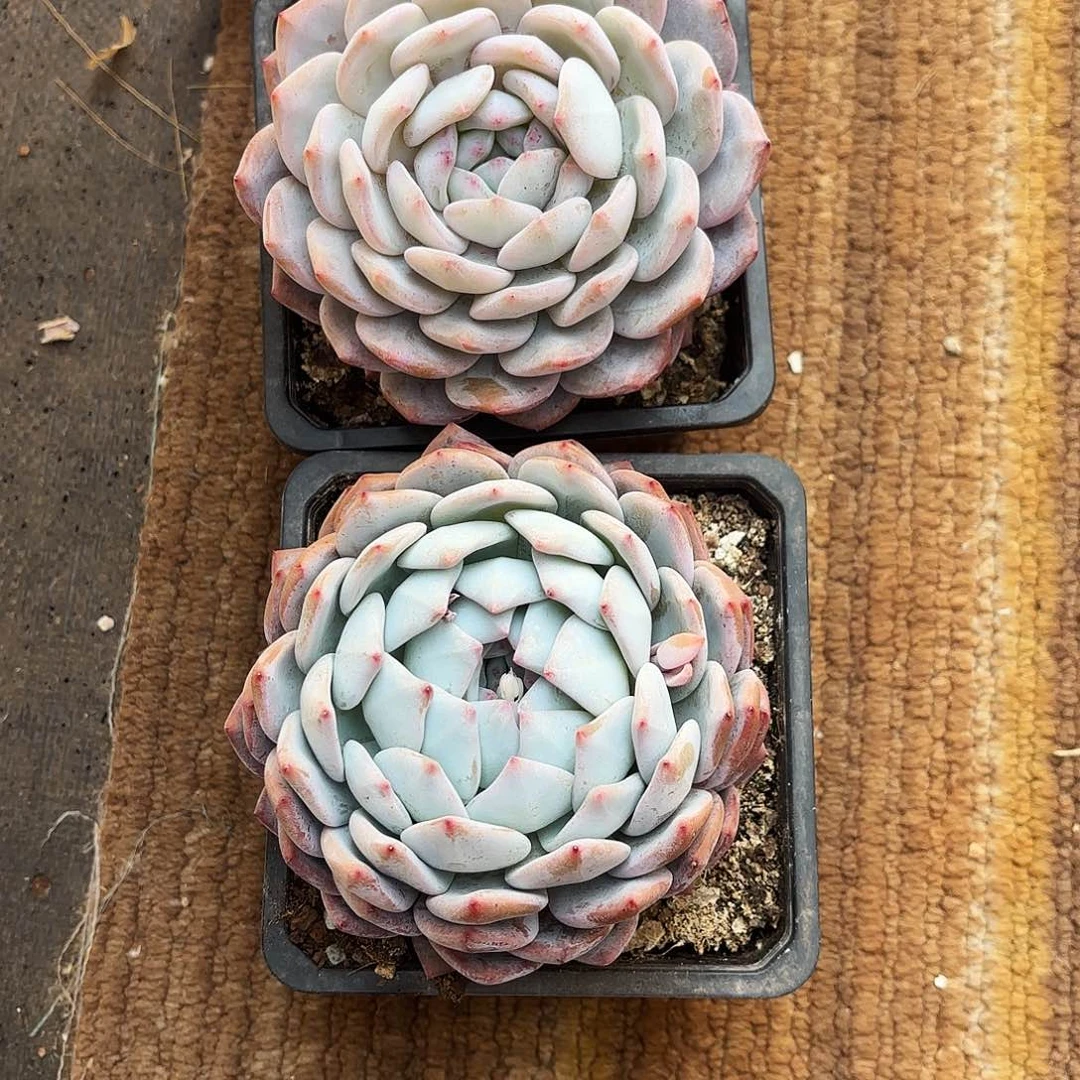 不羞妹妹的两个月天使好看